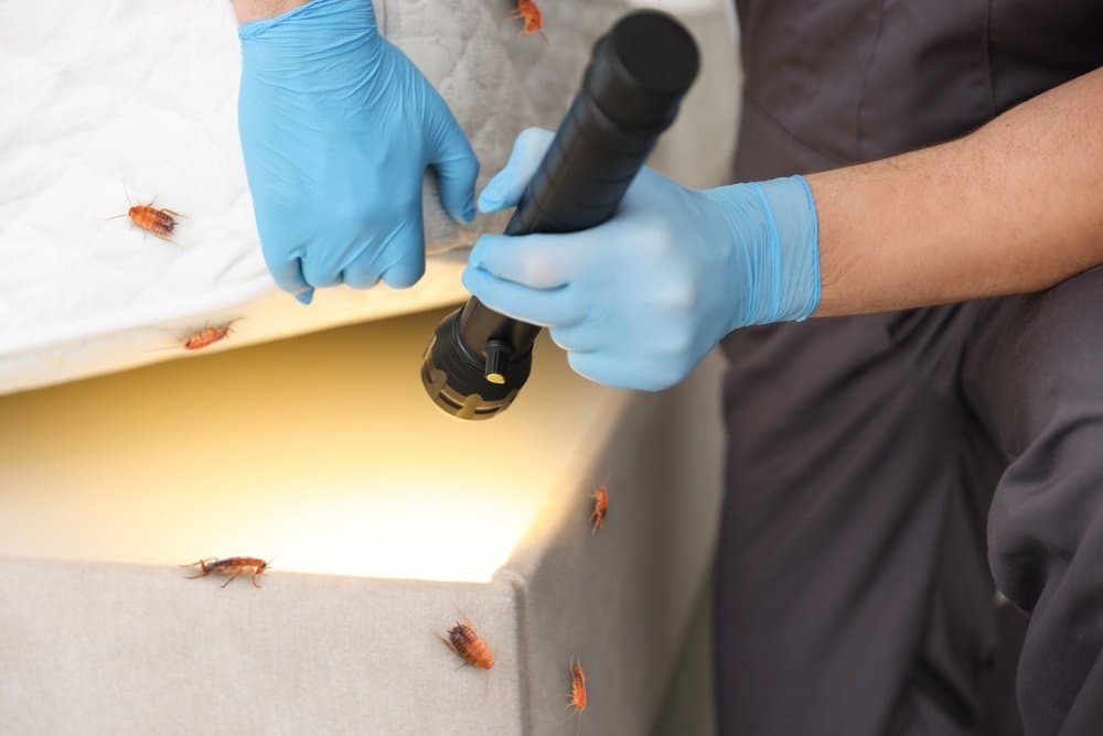 Gloved hands lifting a mattress and shining a torch along the bed base, with small reddish-brown insects on the mattress and frame
