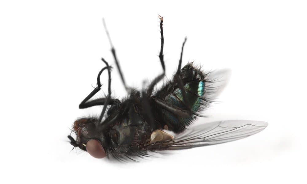 Dead fly with a metallic green body lying on its back on a white background