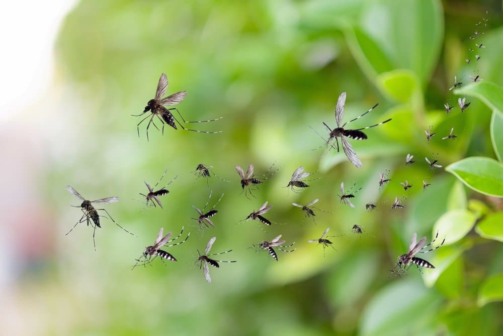 Swarm of mosquitoes flying in front of green garden foliage