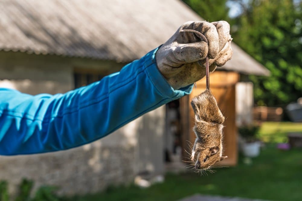 Gloved hand holding a small rodent up by its tail in a garden outside a house