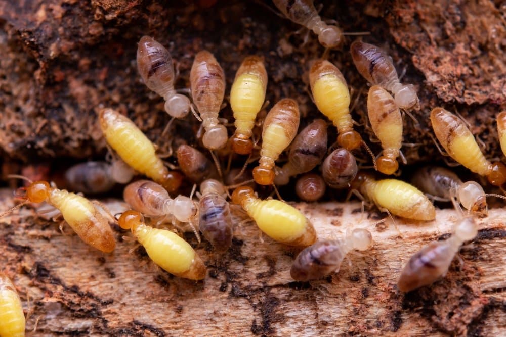 Colony of pale termites crowded together on decaying wood