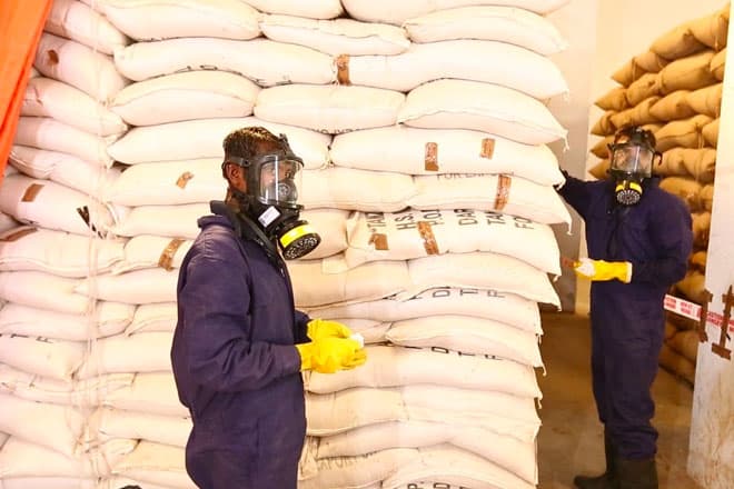 Sacked agricultural commodity stacked in a warehouse prior to fumigation