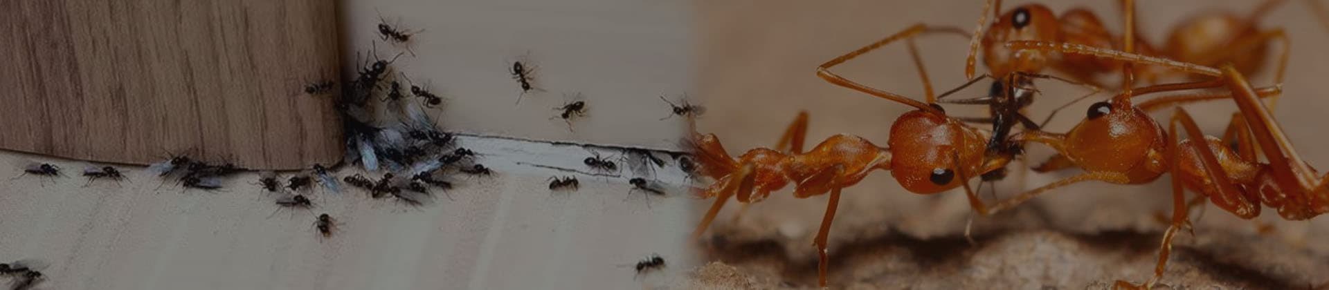 Ant trail being treated along a kitchen worktop edge in Dubai