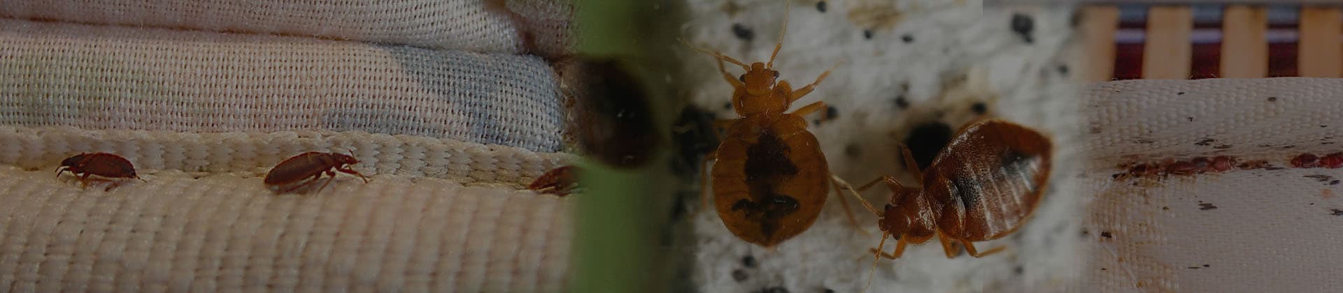 Bed bug treatment being carried out on a mattress and bed frame in Dubai
