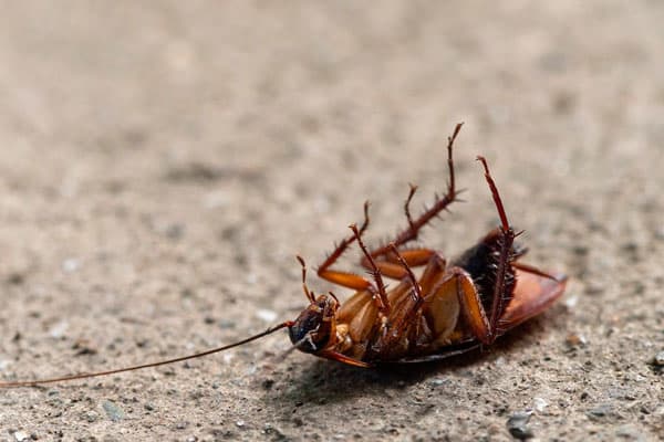 Cockroach on a concrete surface