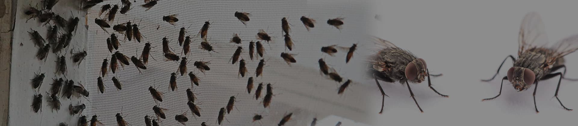 Fly control treatment in a commercial kitchen waste area in Dubai