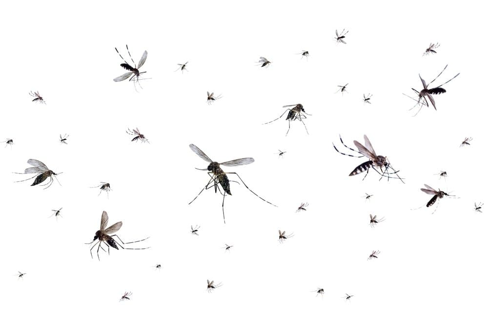 Swarm of striped mosquitoes in flight against a white background