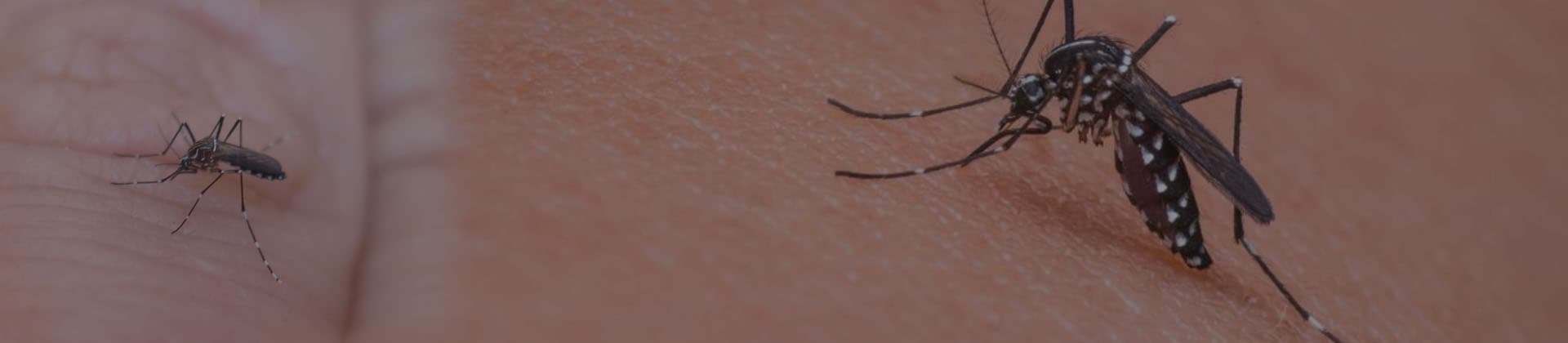 Mosquito treatment being applied to garden vegetation at a Dubai villa