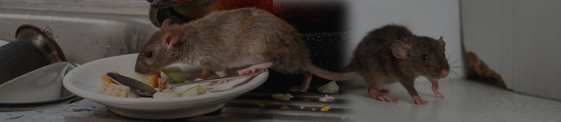 Rodent control inspection of a service area entry point in Dubai