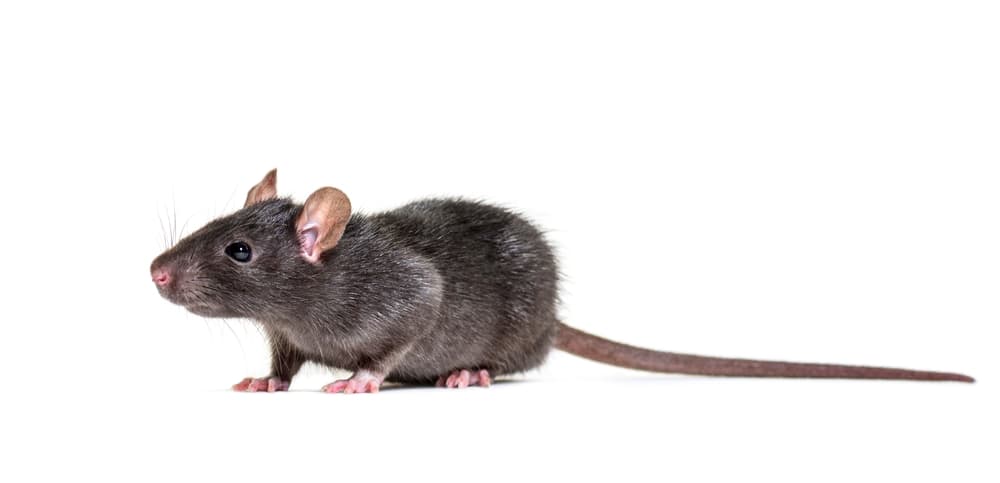 Dark grey rat standing side-on against a white background