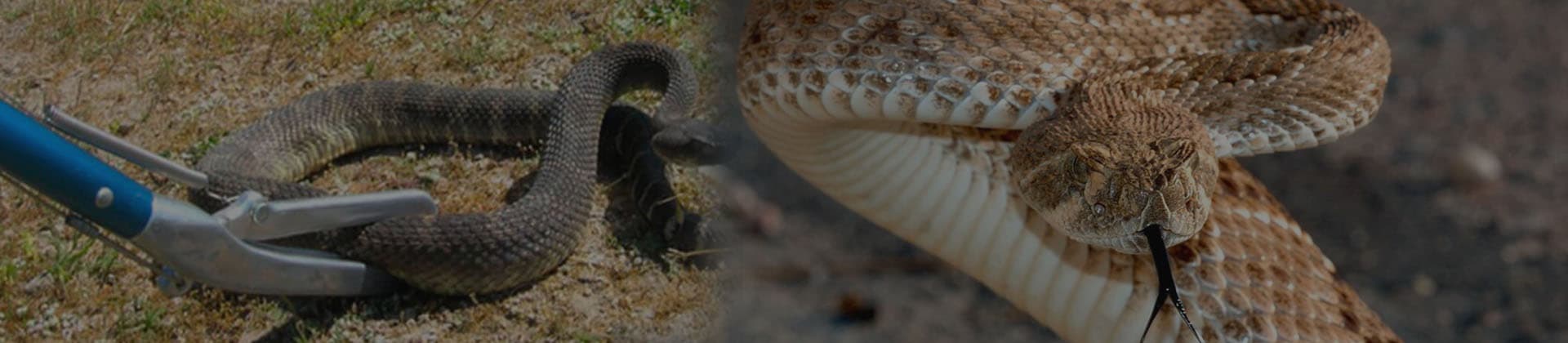 Perimeter inspection for snake harbourage at a Dubai villa compound