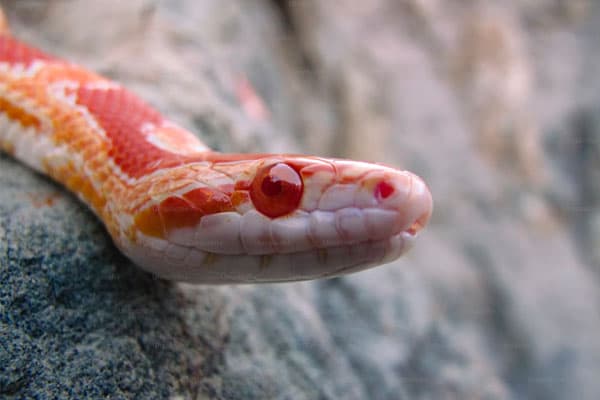 Snake resting on rock