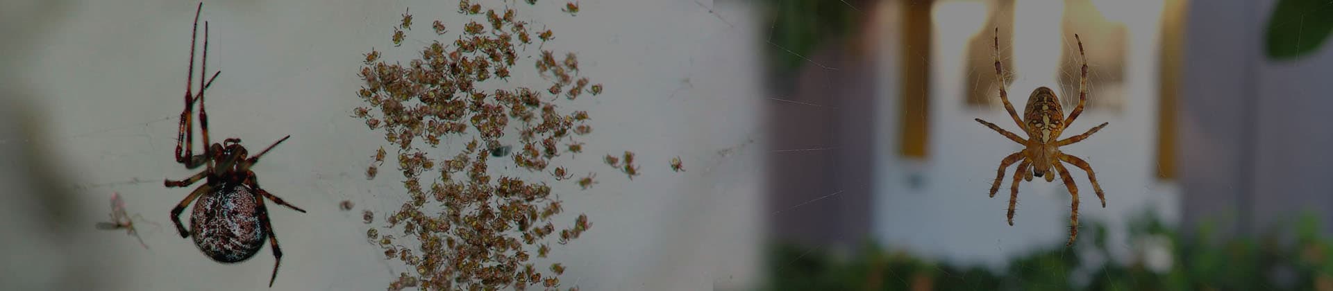 Spider web removal from an external corner of a Dubai villa