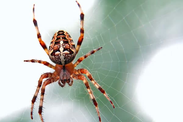 Orb-weaver spider on its web